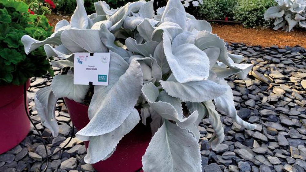Senecio candidans Angel Wings® ©P.Fayolle